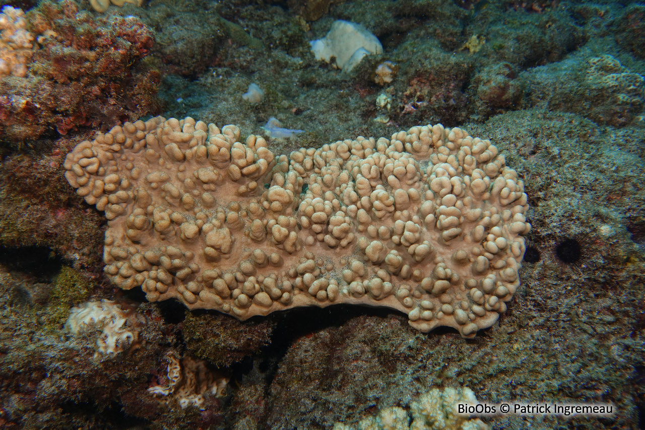 Sinulaire - Sinularia spp - Patrick Ingremeau - BioObs