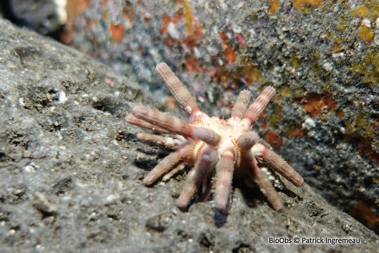 Oursin-lance indo-pacifique - Eucidaris metularia - Patrick Ingremeau - BioObs