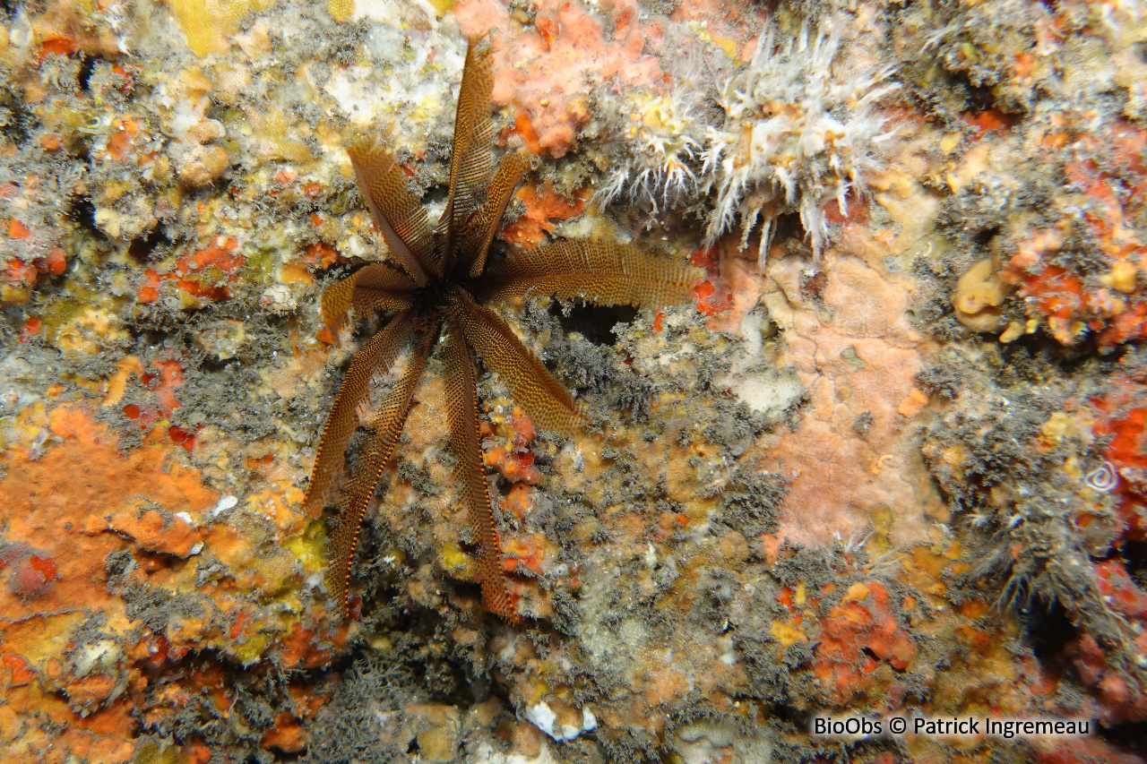 Comatule à carène - Tropiometra carinata - Patrick Ingremeau - BioObs