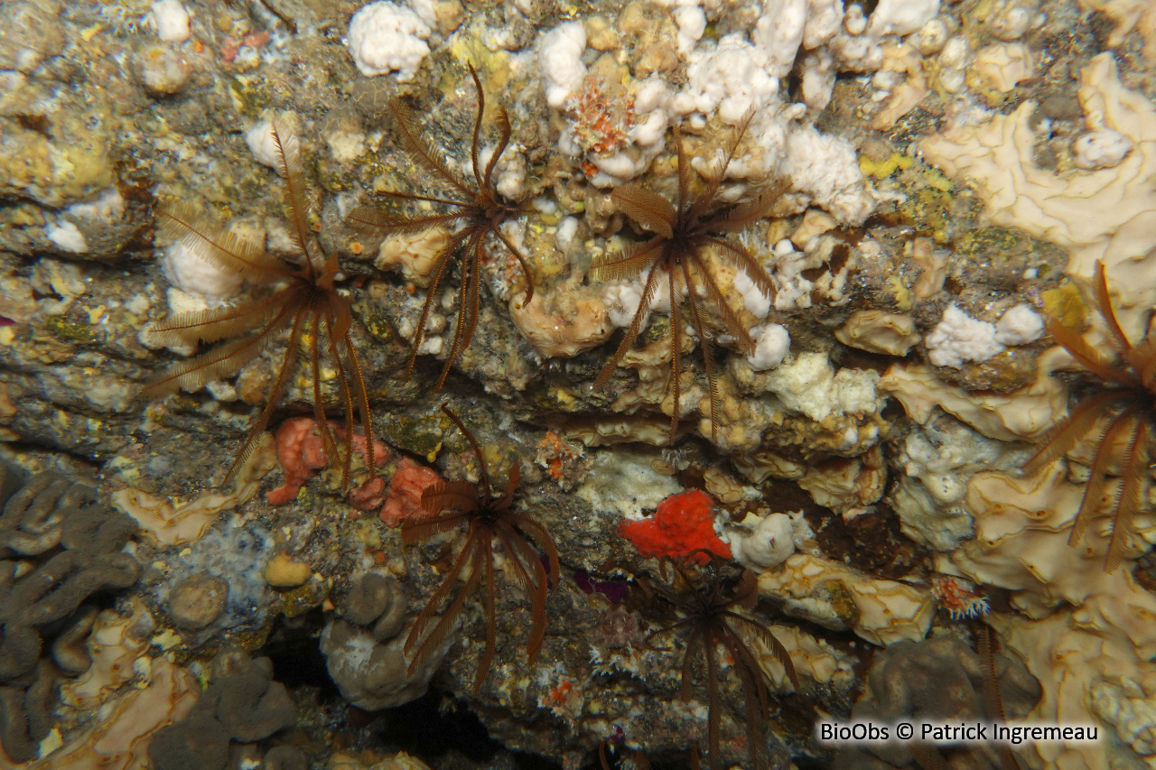 Comatule à carène - Tropiometra carinata - Patrick Ingremeau - BioObs
