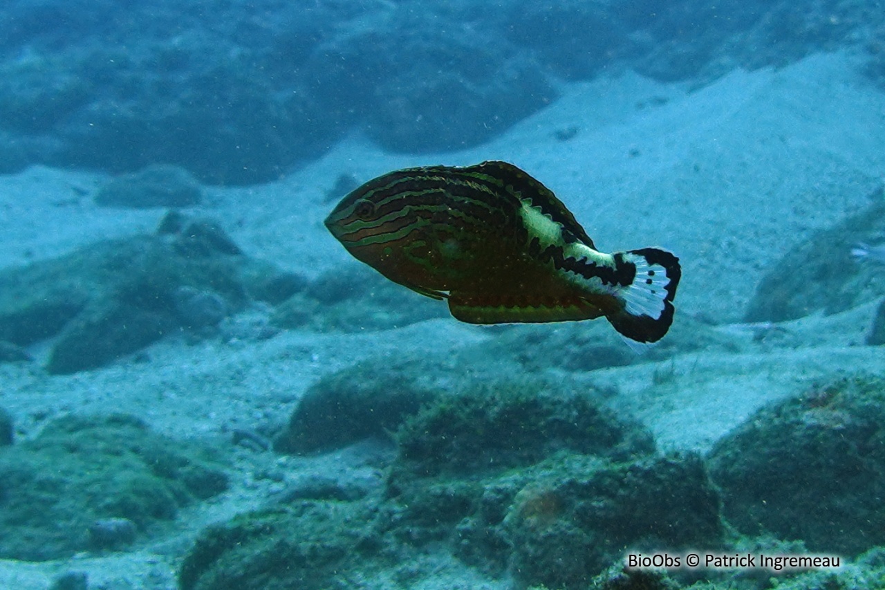 Girelle diamant - Macropharyngodon bipartitus - Patrick Ingremeau - BioObs