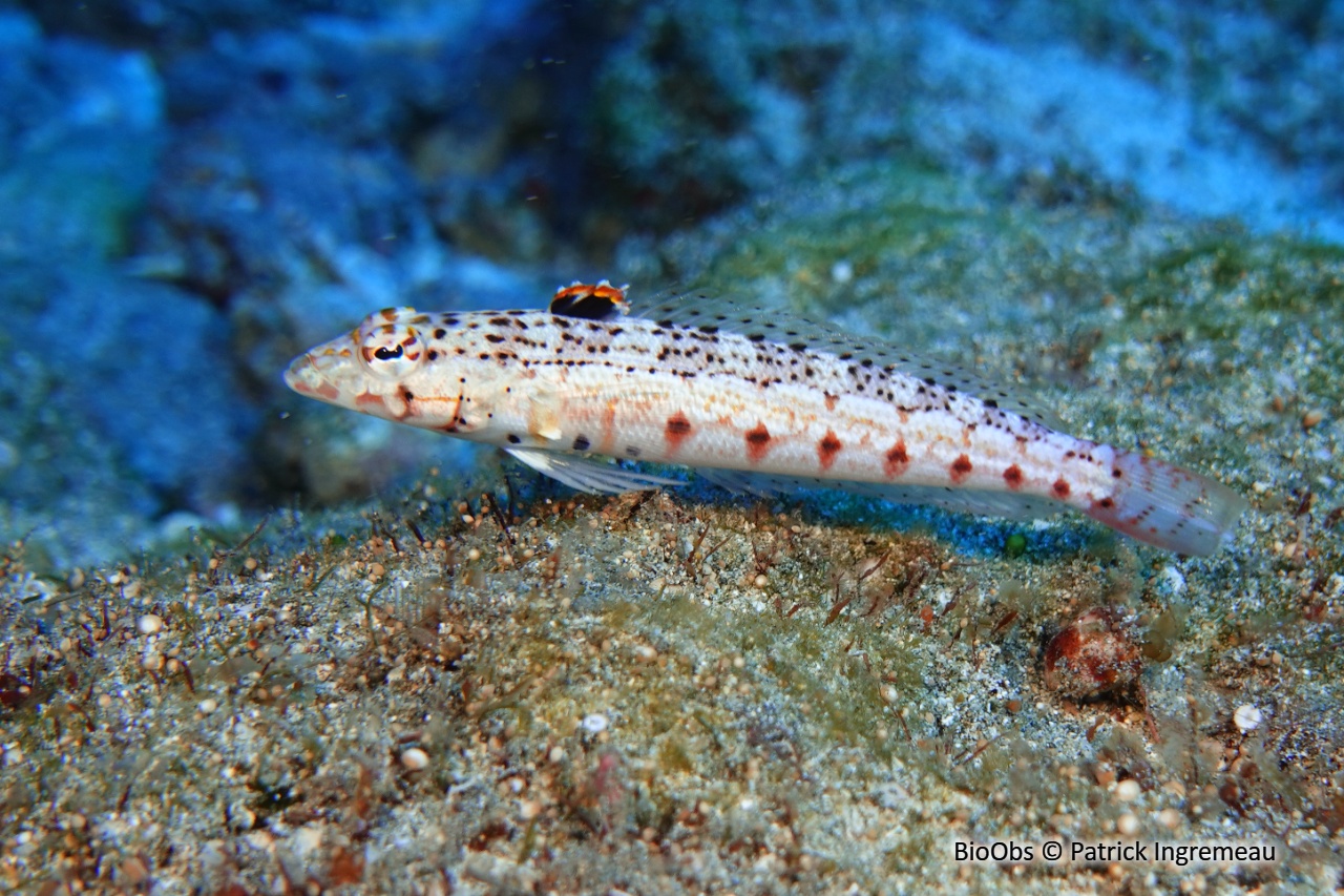 Perche de sable ponctuée - Parapercis punctulata - Patrick Ingremeau - BioObs