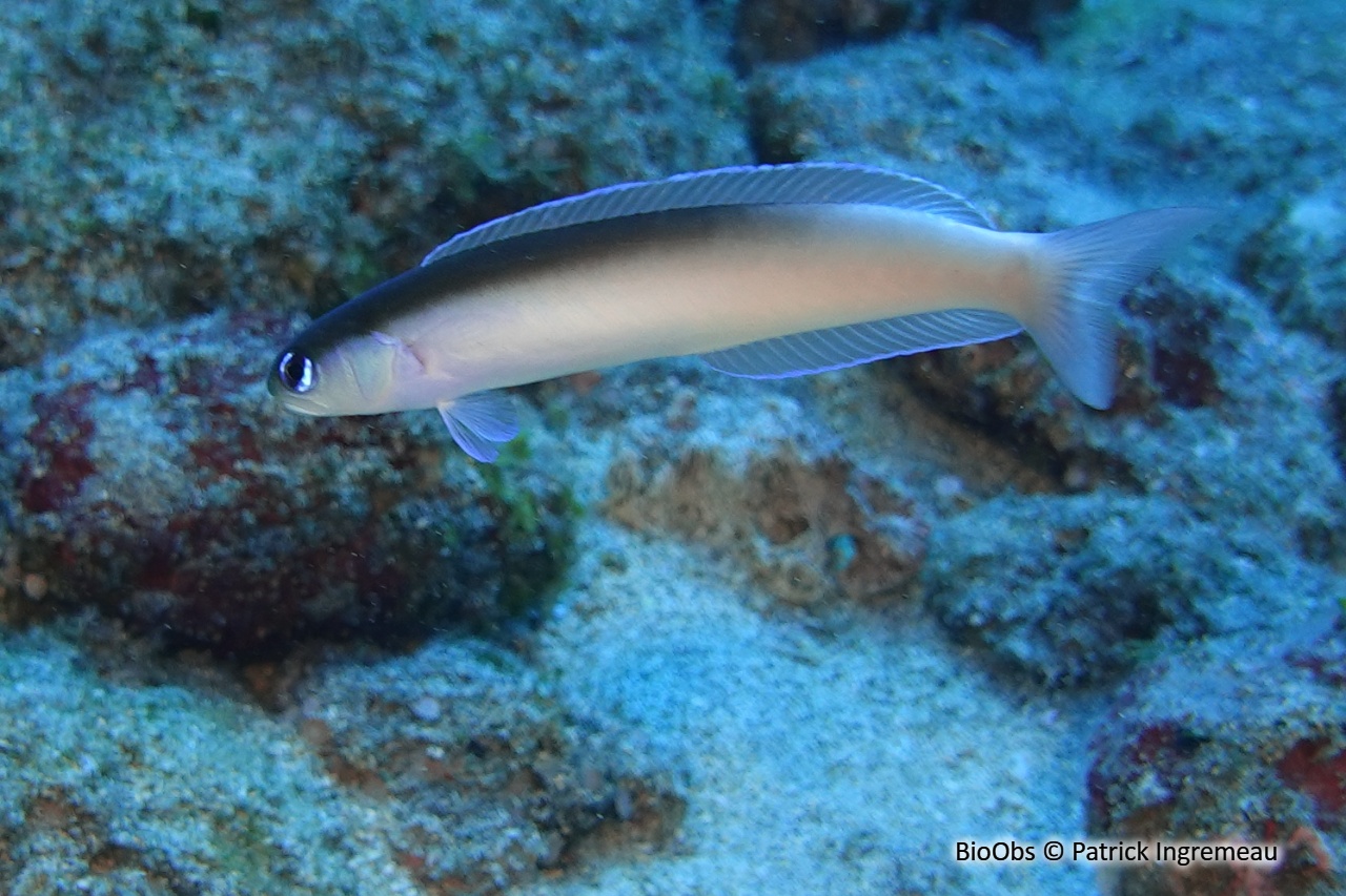 Poisson-couvreur terne - Hoplolatilus cuniculus - Patrick Ingremeau - BioObs