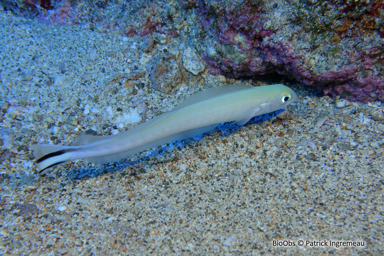 Poisson couvreur à rostre court - Malacanthus brevirostris - Patrick Ingremeau - BioObs