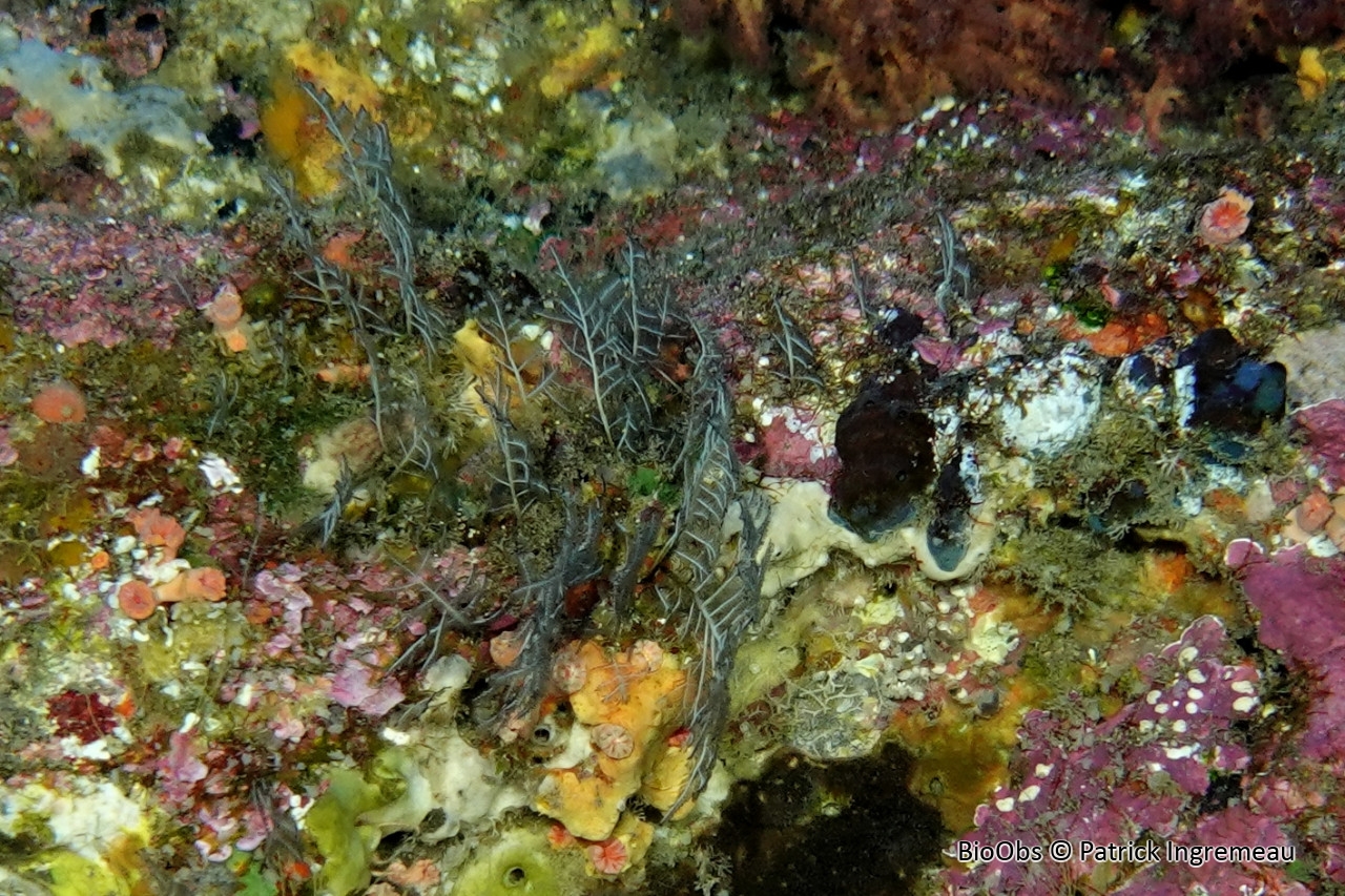Macrorhynchia phoenicea - Macrorhynchia phoenicea - Patrick Ingremeau - BioObs