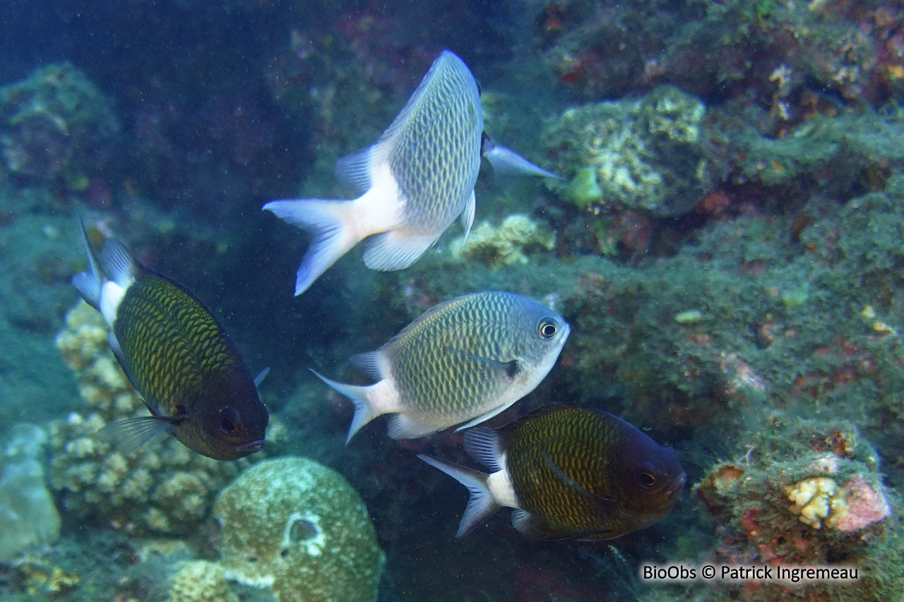 Chromis à queue blanche - Chromis chrysura - Patrick Ingremeau - BioObs