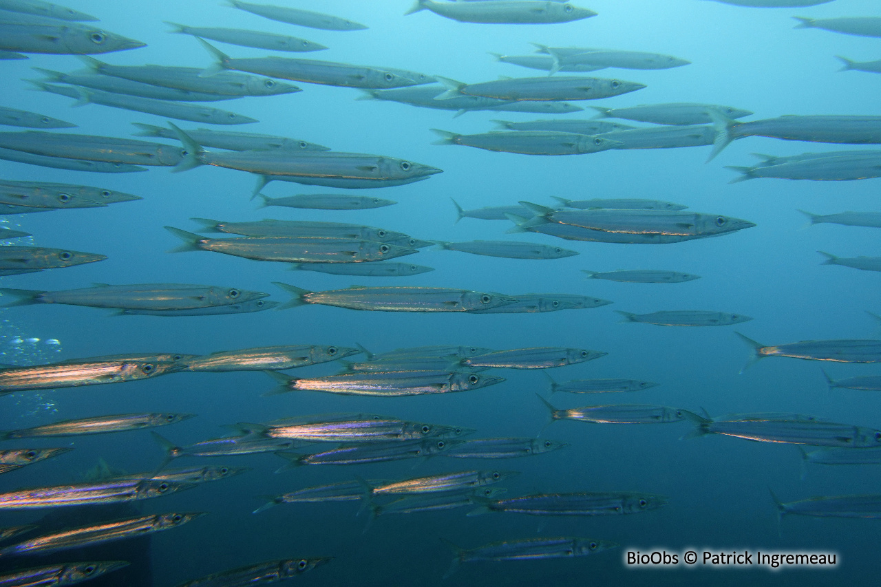 Bécune de Forster - Sphyraena forsteri - Patrick Ingremeau - BioObs