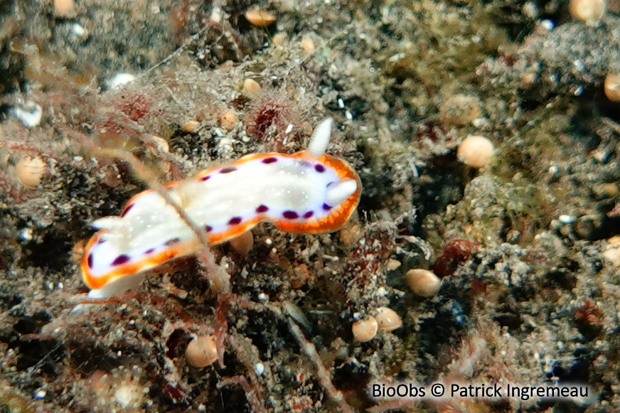 Doris mignonne - Goniobranchus lekker - Patrick Ingremeau - BioObs