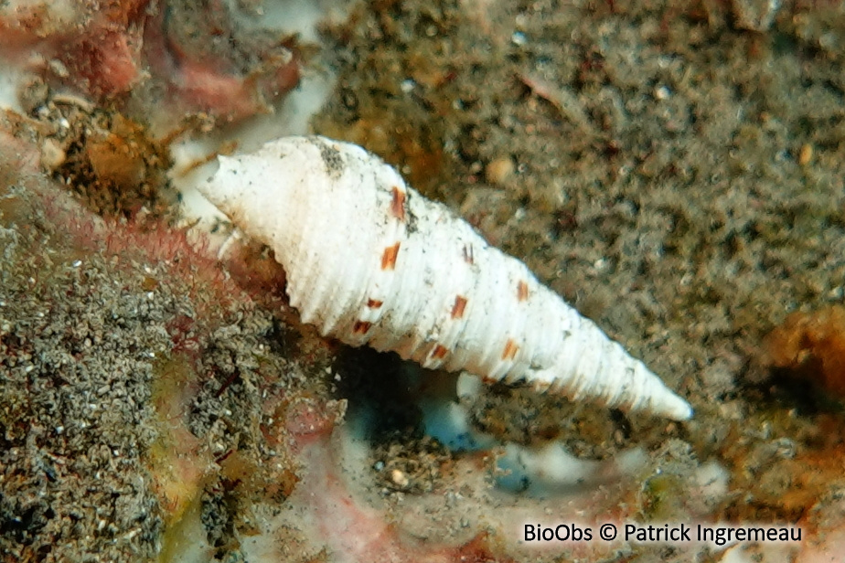 Iotyrris cingulifera - Iotyrris cingulifera - Patrick Ingremeau - BioObs