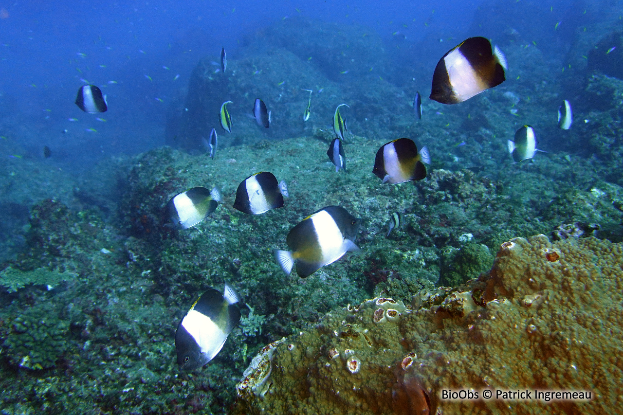 Poisson-papillon pyramide noir - Hemitaurichthys zoster - Patrick Ingremeau - BioObs