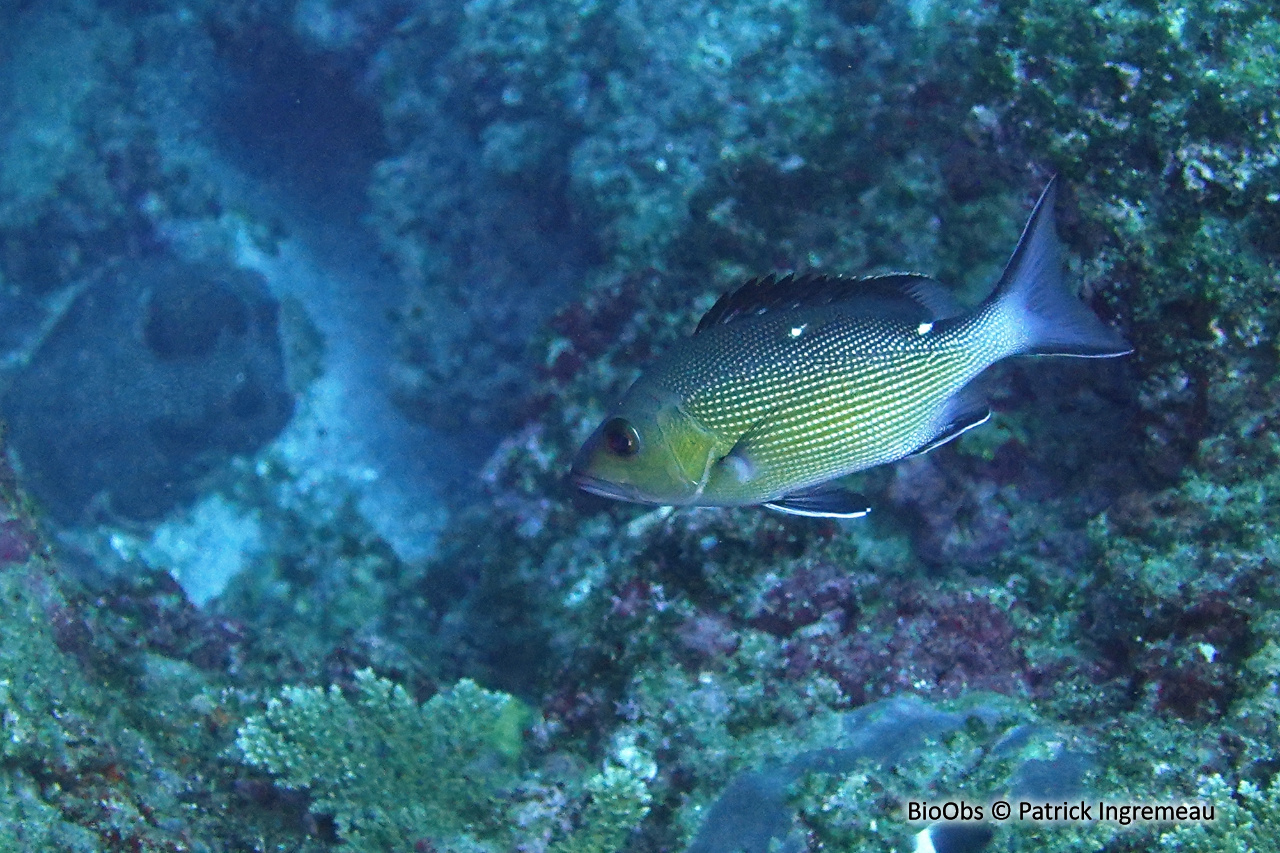 Vivaneau-chien rouge - Lutjanus bohar - Patrick Ingremeau - BioObs