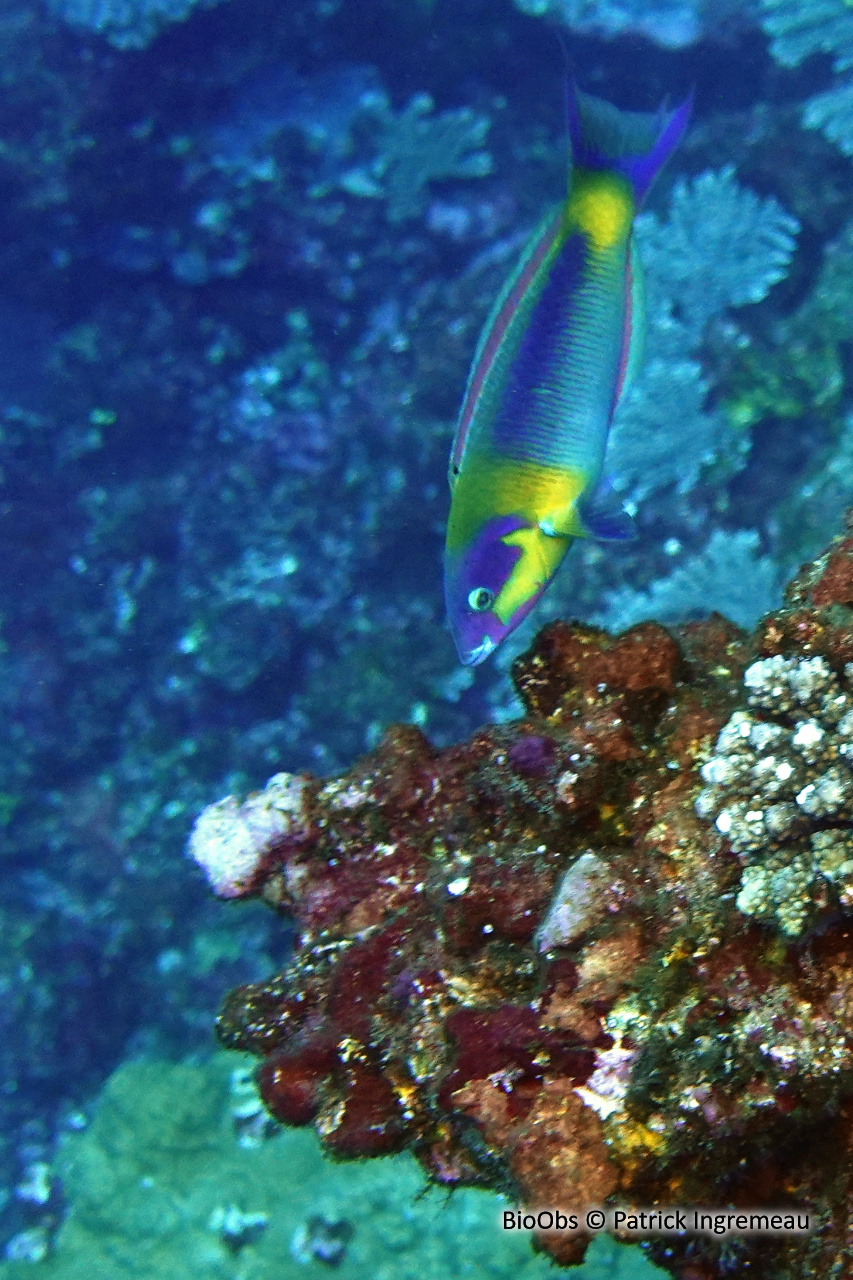 Girelle-paon bariolée - Thalassoma genivittatum - Patrick Ingremeau - BioObs