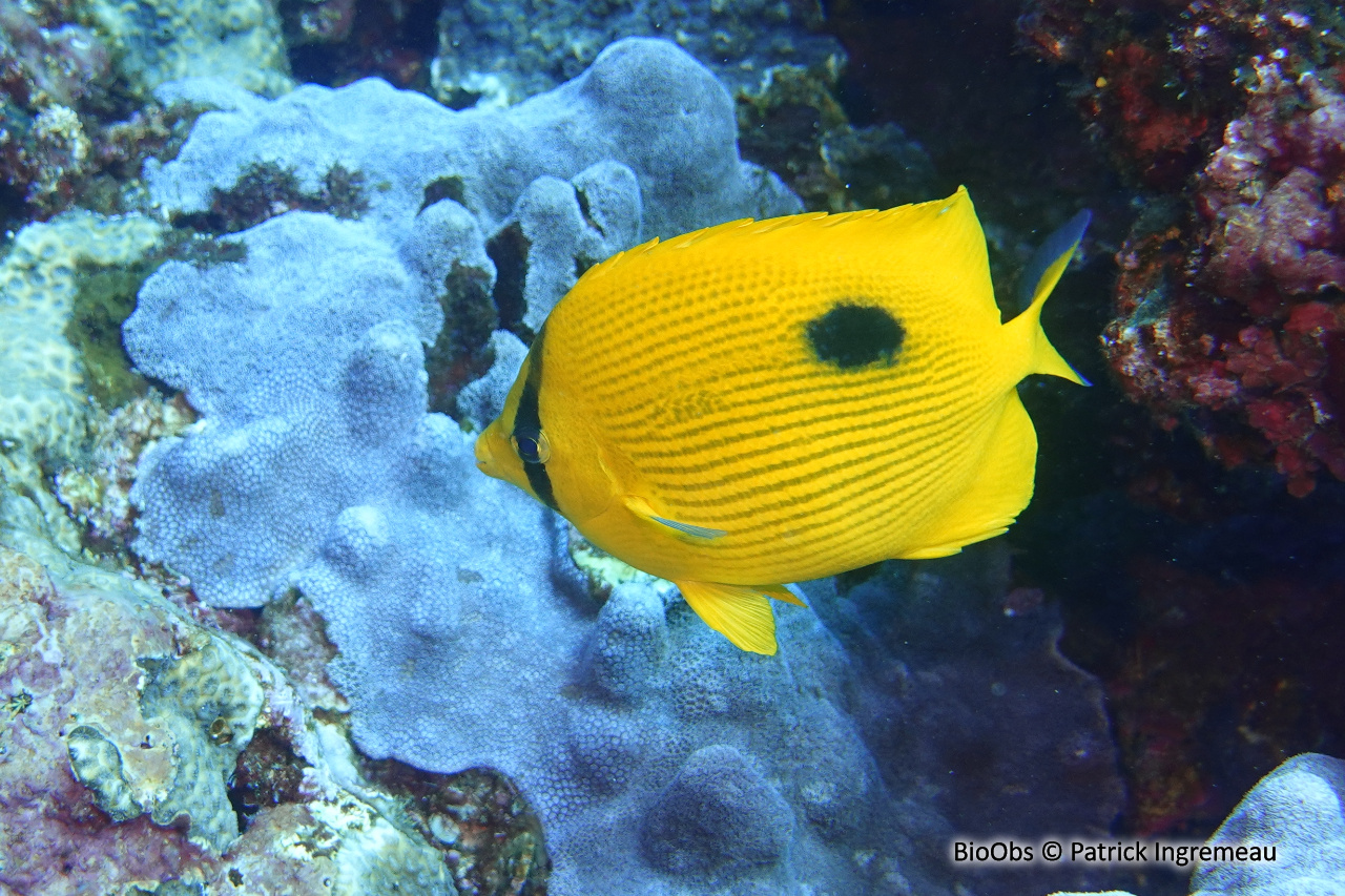 Poisson-papillon de Zanzibar - Chaetodon zanzibarensis - Patrick Ingremeau - BioObs