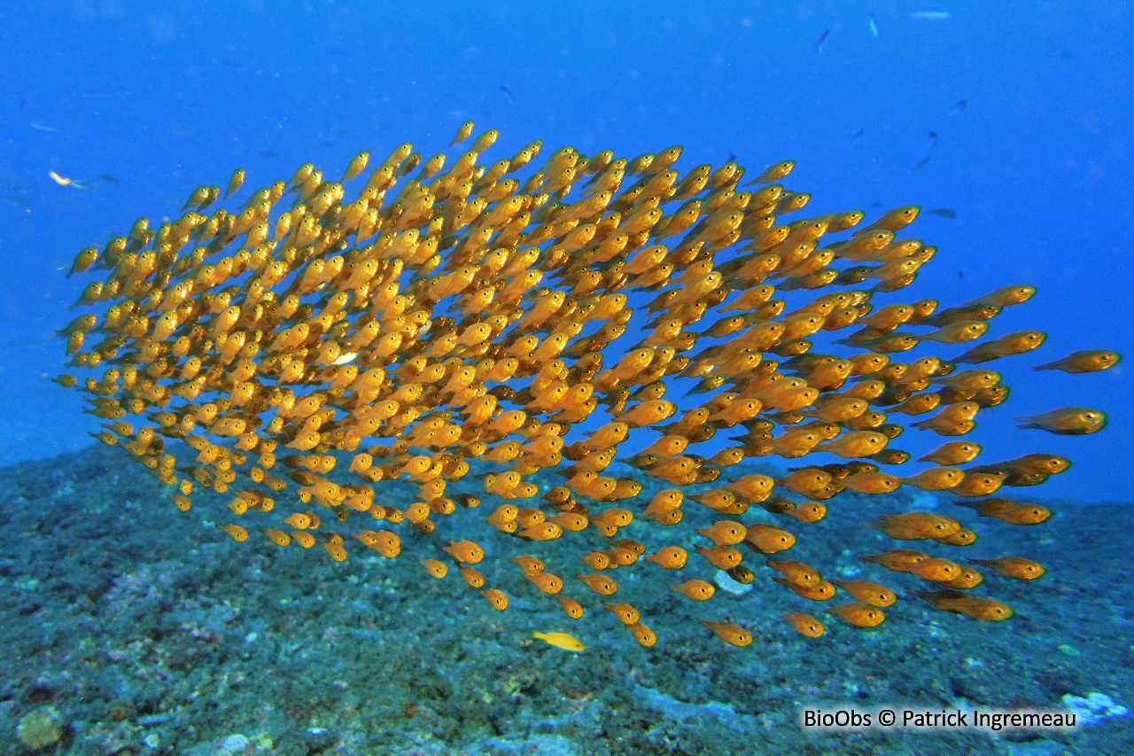 Poisson-hachette nain - Parapriacanthus ransonneti - Patrick Ingremeau - BioObs