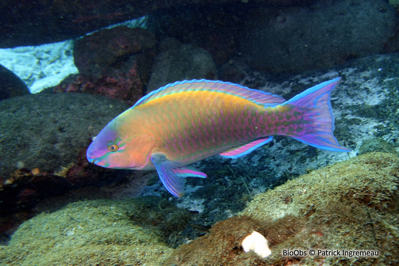 Perroquet commun - Scarus psittacus - Patrick Ingremeau - BioObs