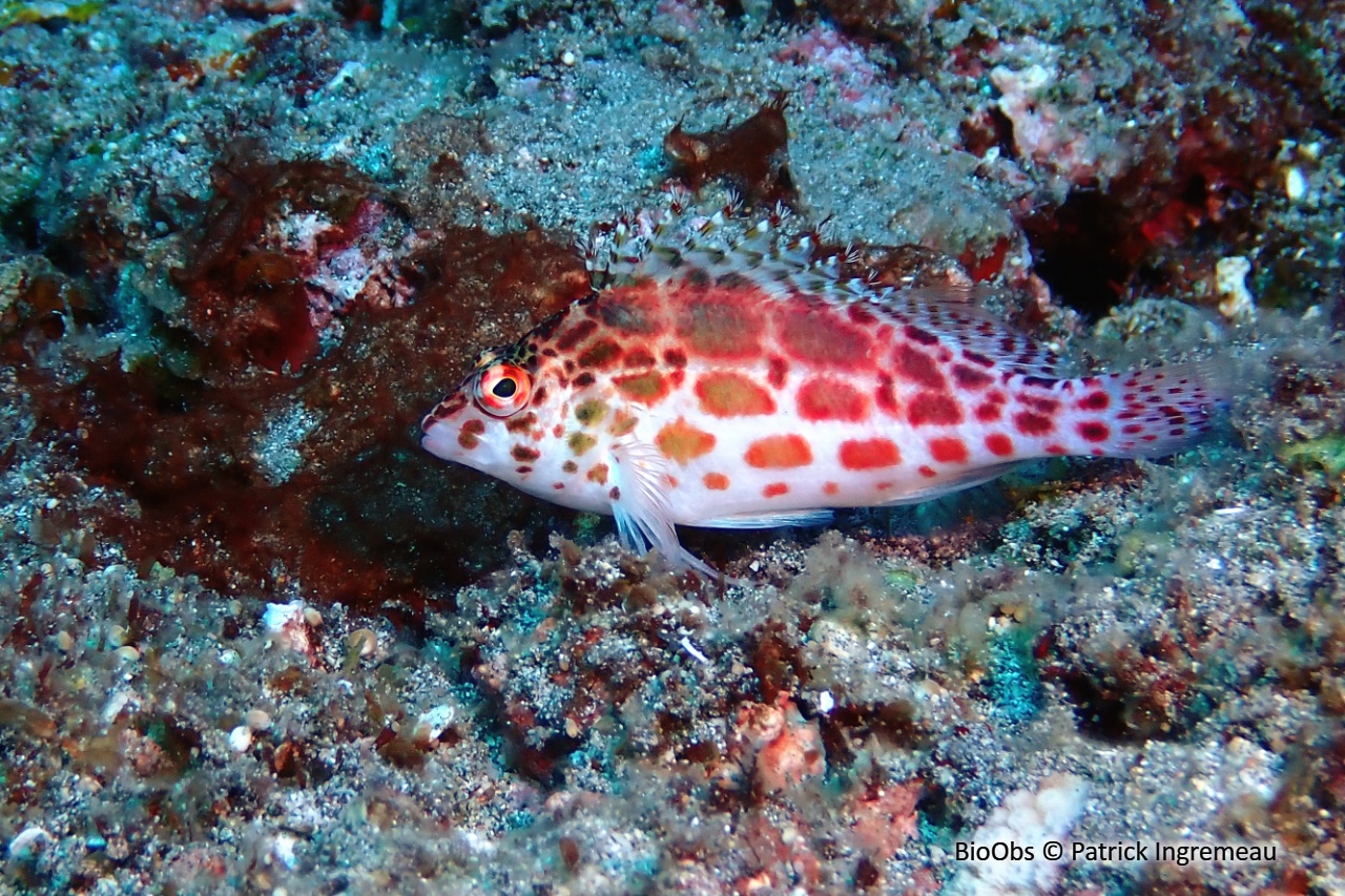 Epervier à points rouges - Cirrhitichthys oxycephalus - Patrick Ingremeau - BioObs