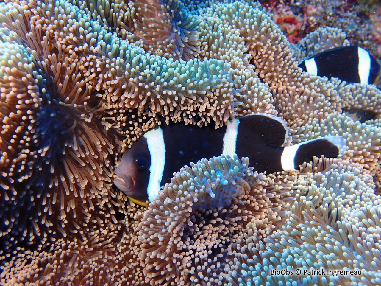 Poisson-clown de Maurice - Amphiprion chrysogaster - Patrick Ingremeau - BioObs