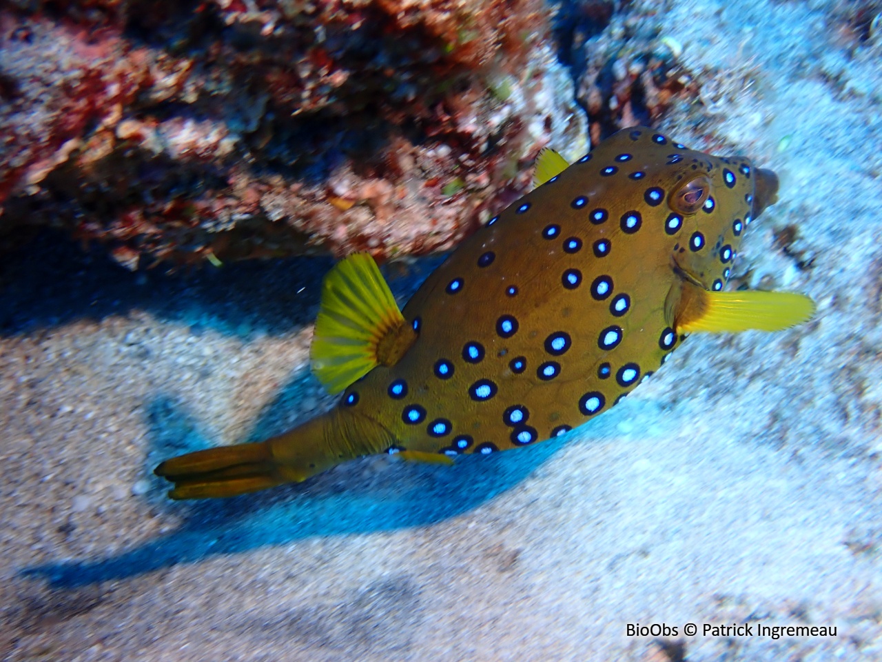 Poisson-coffre jaune - Ostracion cubicus - Patrick Ingremeau - BioObs