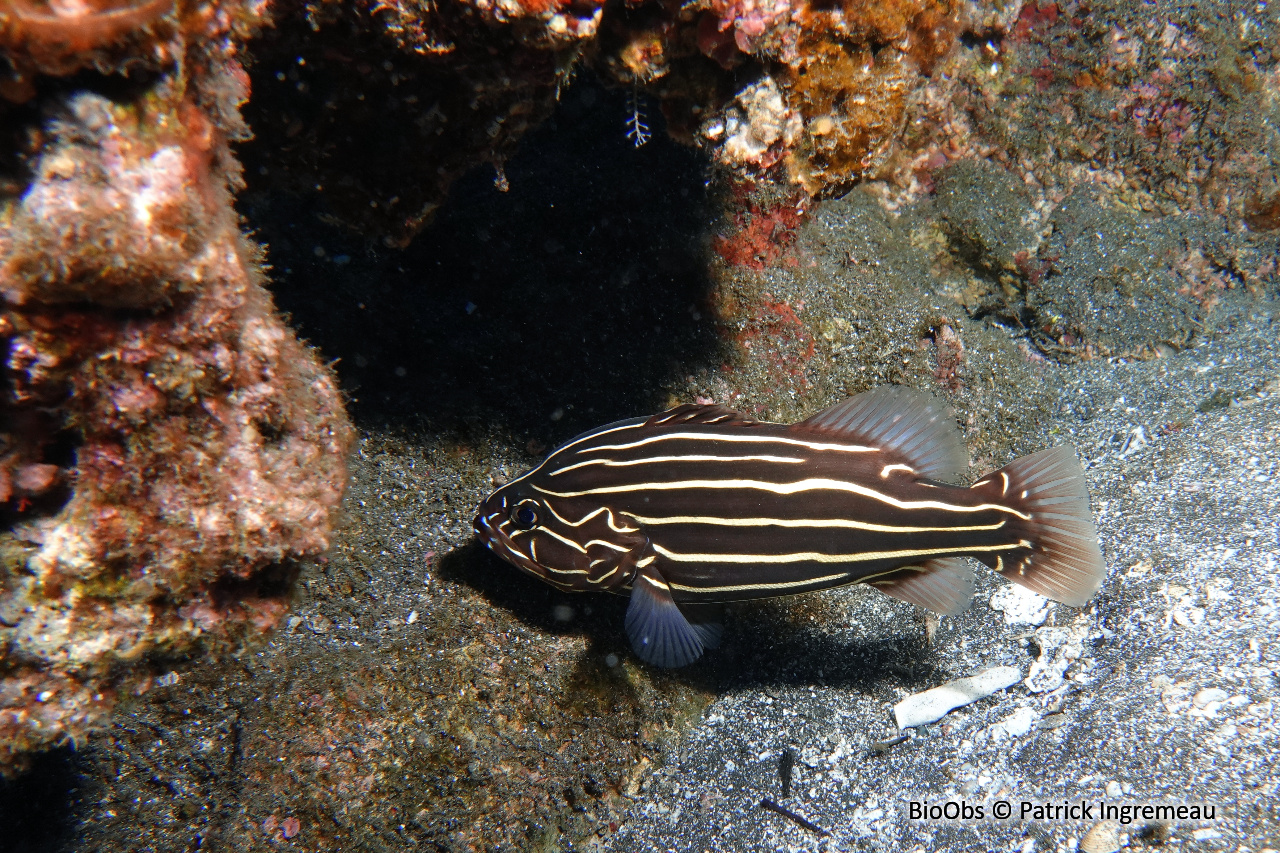 Savon à raies d'or - Grammistes sexlineatus - Patrick Ingremeau - BioObs