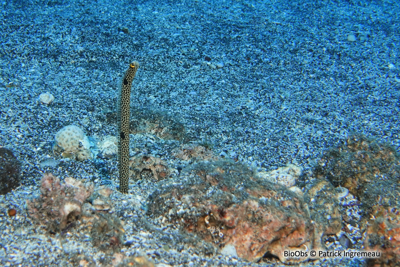 Hétérocongre tacheté - Heteroconger hassi - Patrick Ingremeau - BioObs