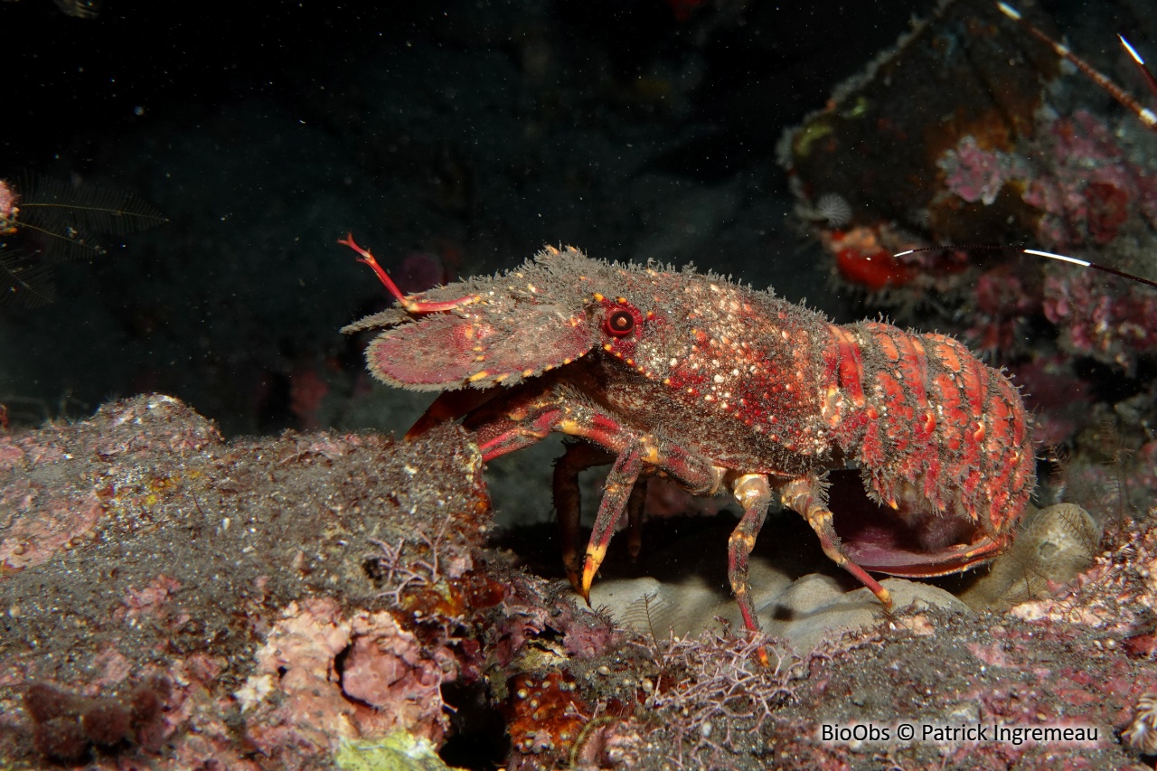 Cigale de mer popinée - Arctides regalis - Patrick Ingremeau - BioObs