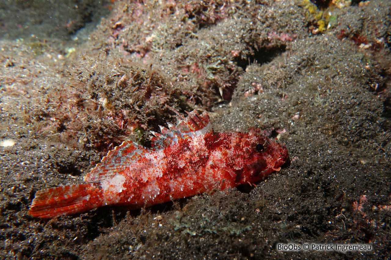 Poisson-scorpion à piège - Iracundus signifer - Patrick Ingremeau - BioObs