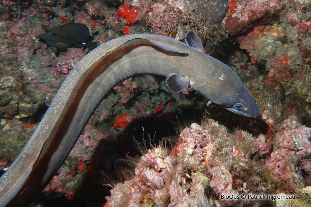 Congre à moustache - Conger cinereus - Patrick Ingremeau - BioObs