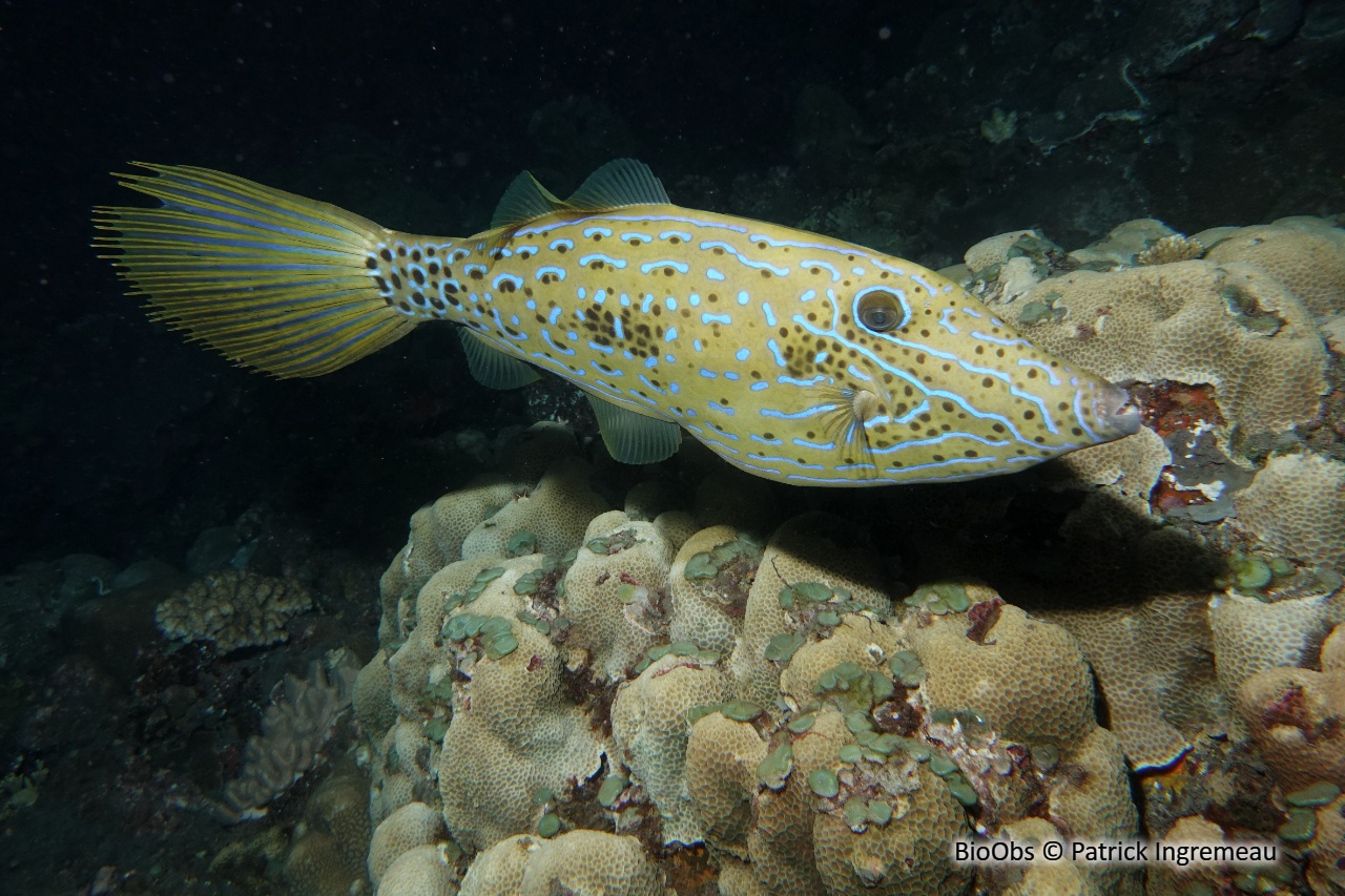Bourse écriture - Aluterus scriptus - Patrick Ingremeau - BioObs