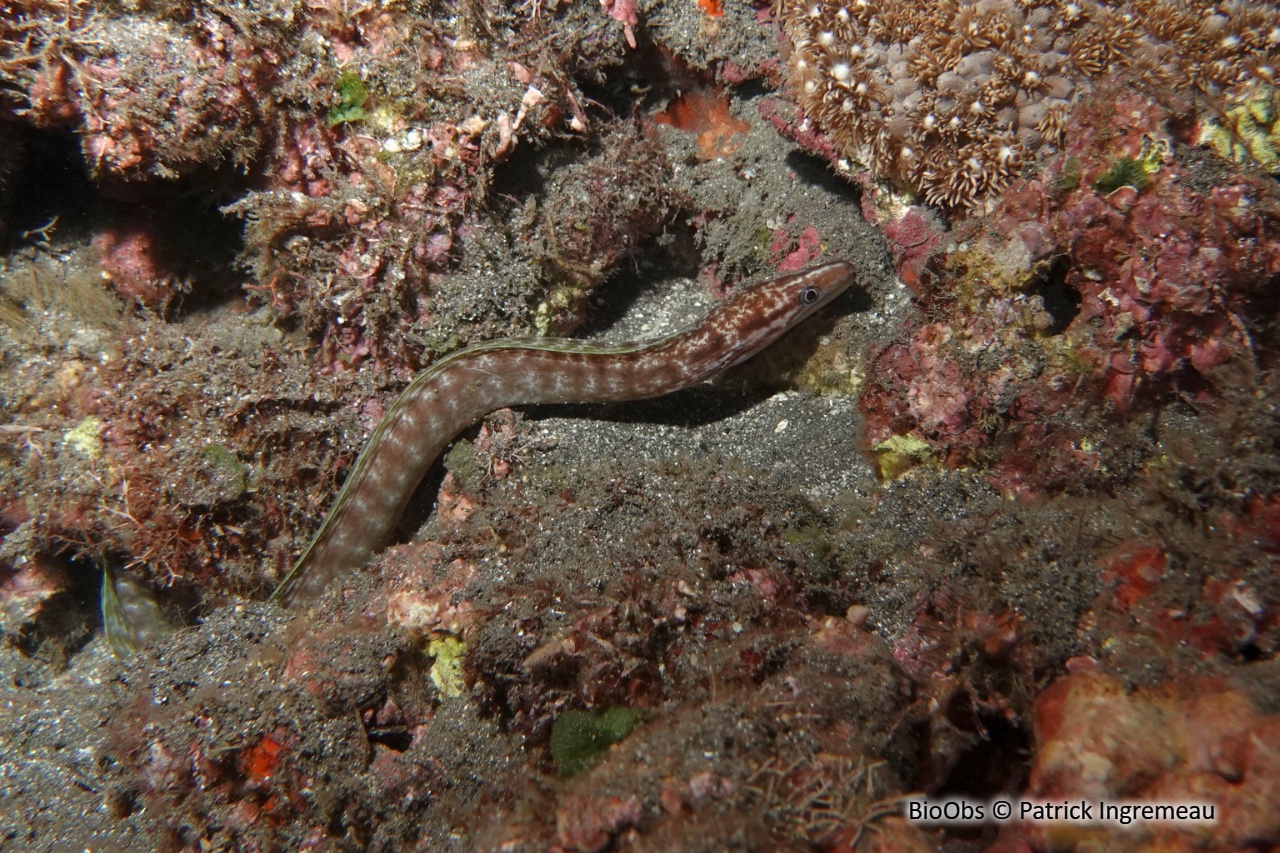 Murène à cou taché - Gymnothorax margaritophorus - Patrick Ingremeau - BioObs