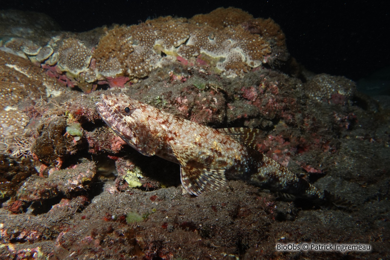 Anoli grêle - Saurida gracilis - Patrick Ingremeau - BioObs