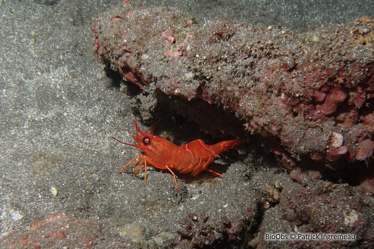 Crevette danseuse de l'océan Indien - Cinetorhynchus concolor - Patrick Ingremeau - BioObs