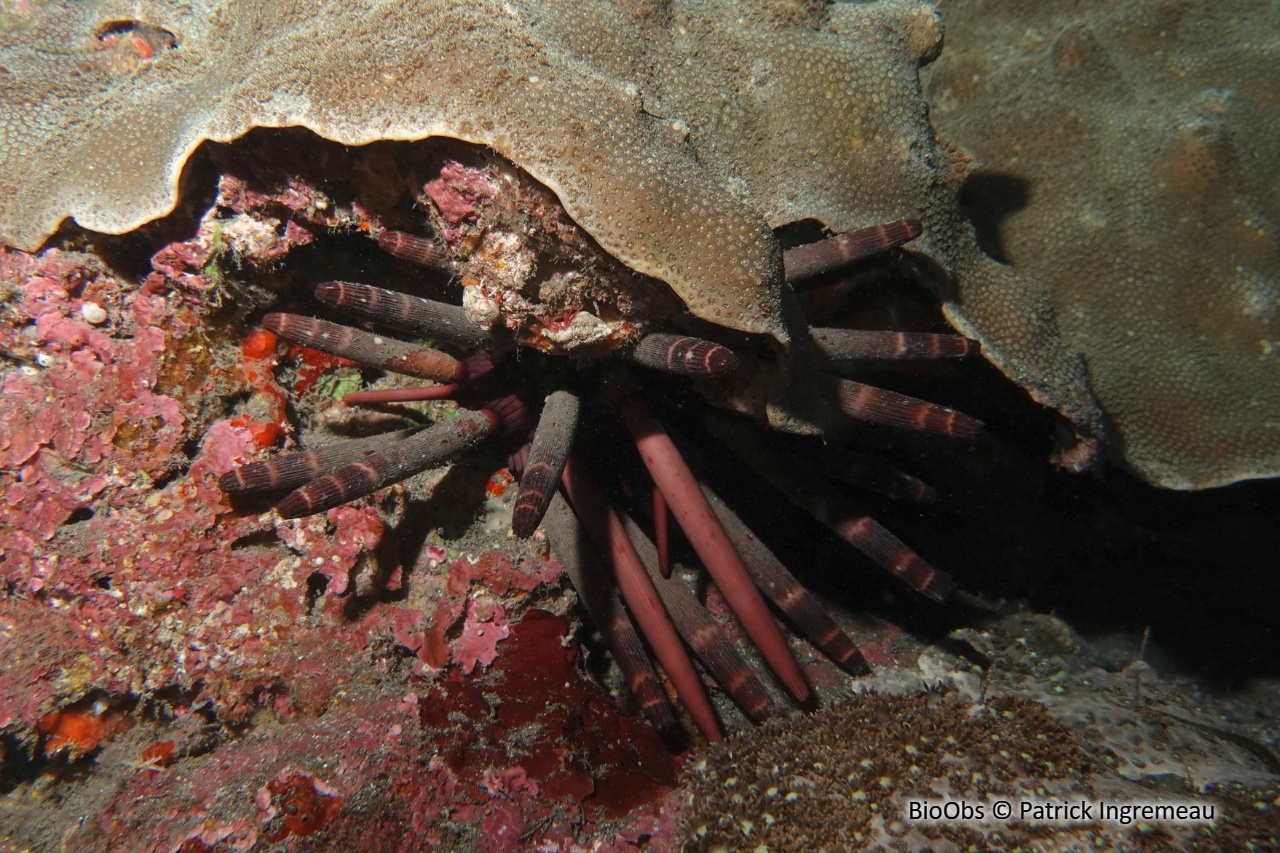 Oursin-lance impérial - Phyllacanthus imperialis - Patrick Ingremeau - BioObs