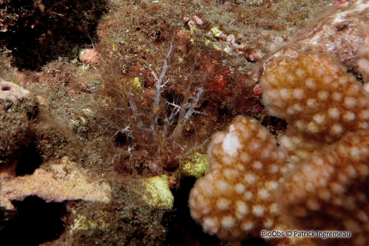 Holothuries à longs tentacules (famille) - Phyllophoridae - Patrick Ingremeau - BioObs