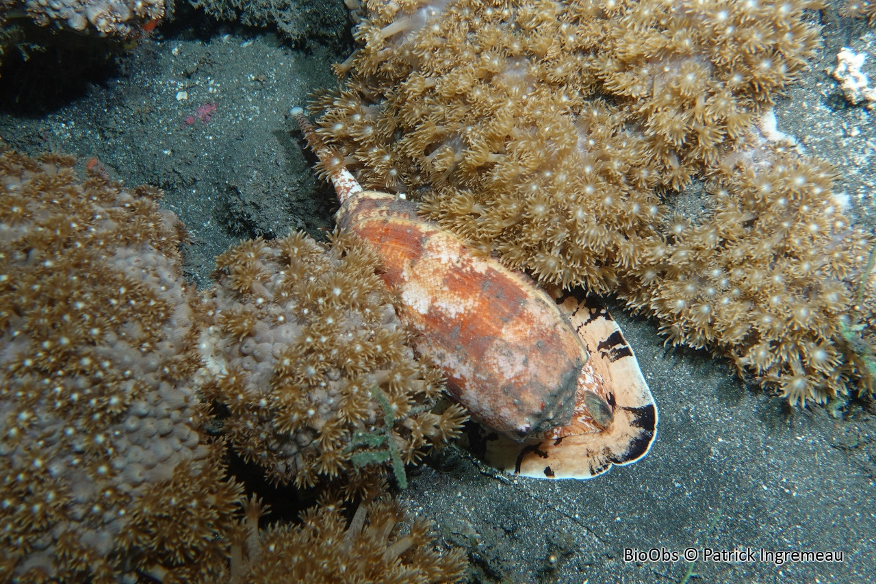 Cône géographique - Conus geographus - Patrick Ingremeau - BioObs