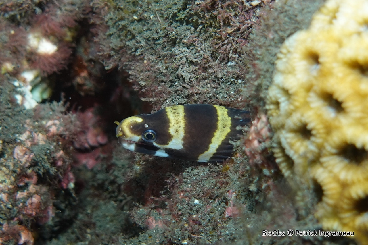 Congre noir - Echidna polyzona - Patrick Ingremeau - BioObs