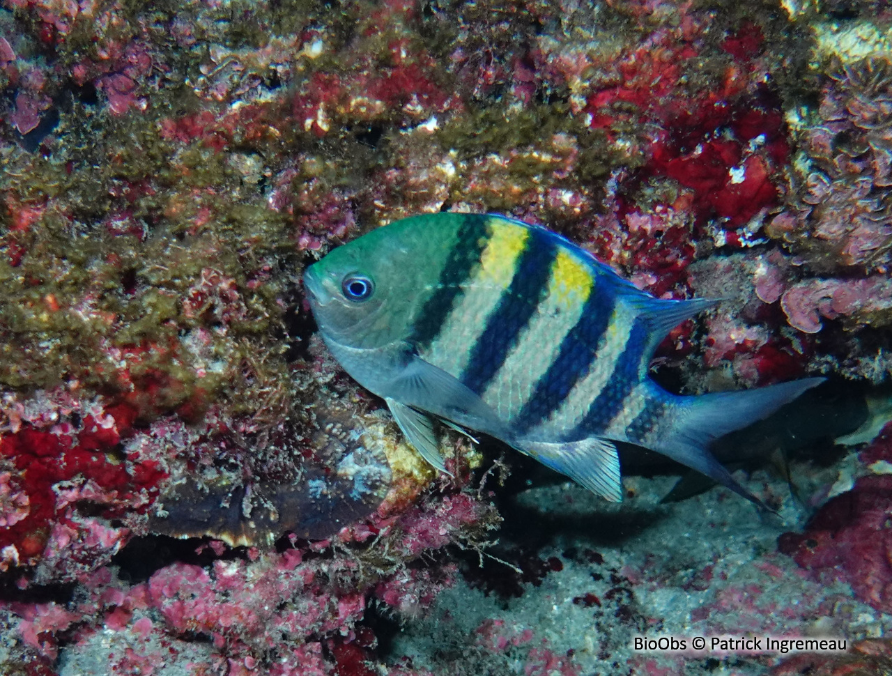 Poisson-bagnard - Abudefduf vaigiensis - Patrick Ingremeau - BioObs