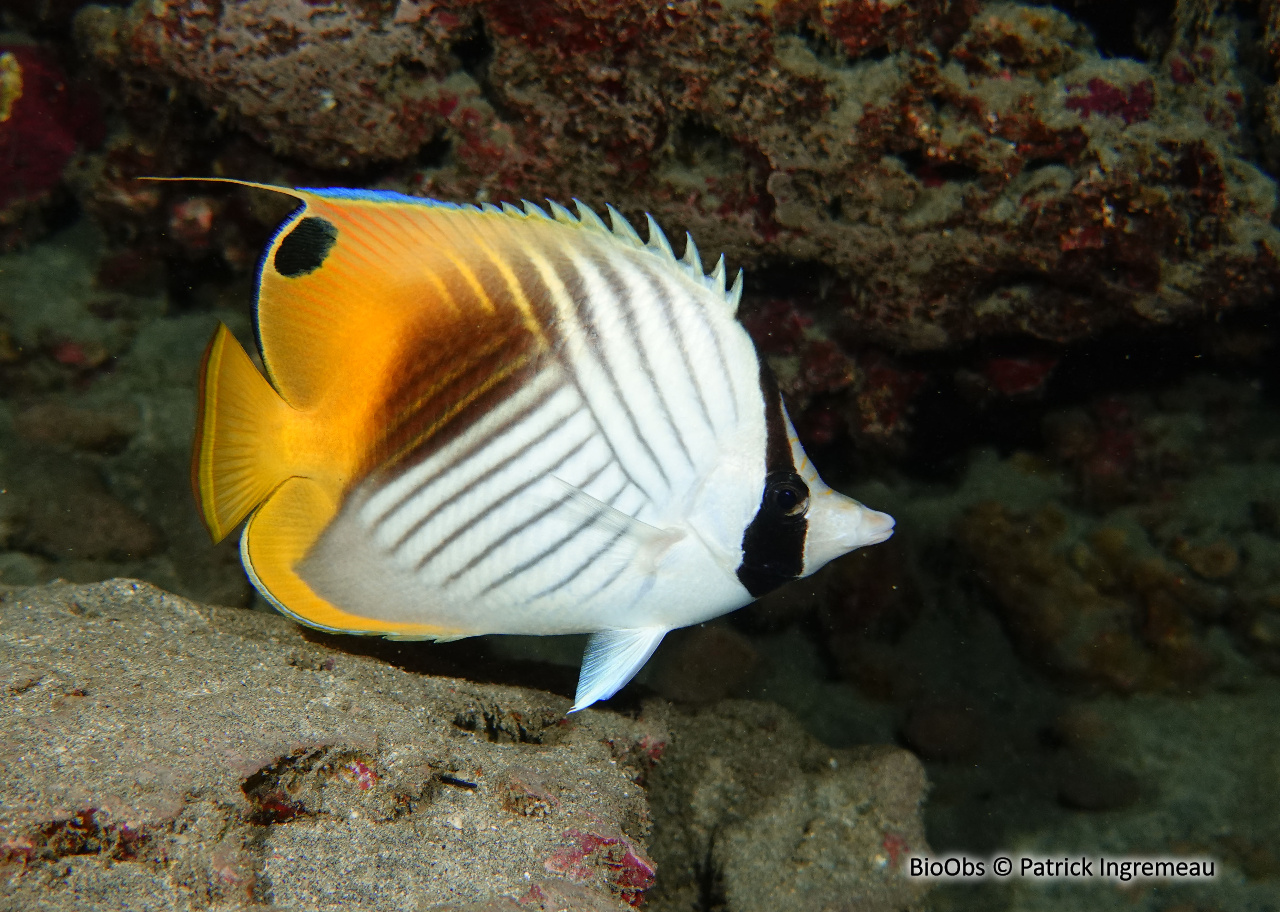 Poisson-papillon cocher - Chaetodon auriga - Patrick Ingremeau - BioObs