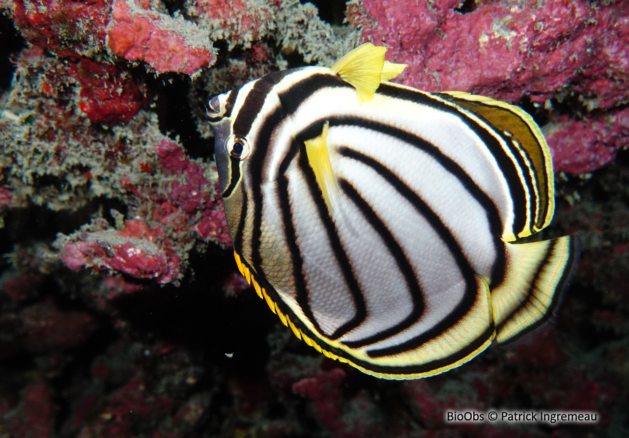 Poisson-papillon de Meyer - Chaetodon meyeri - Patrick Ingremeau - BioObs