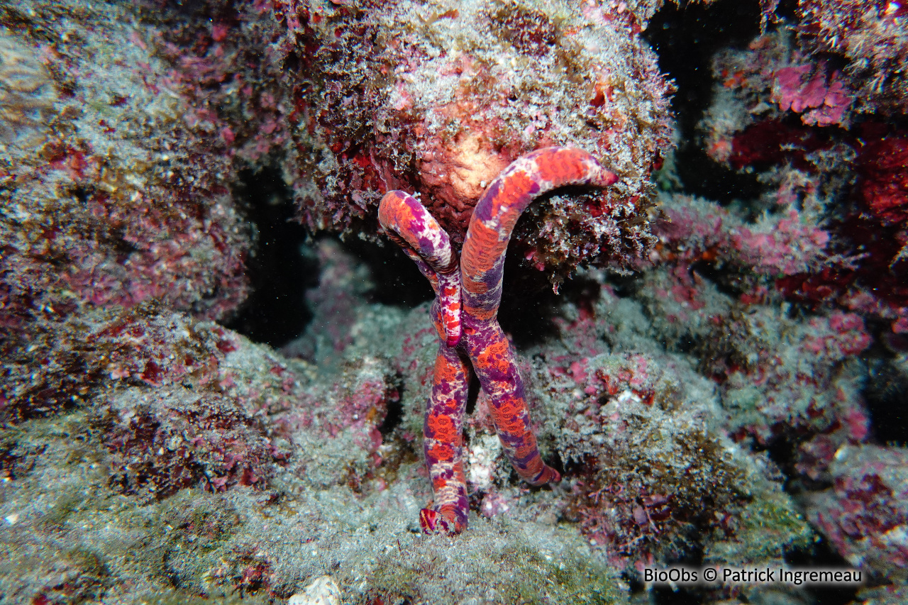 Leiaster coriaceus - Leiaster coriaceus - Patrick Ingremeau - BioObs