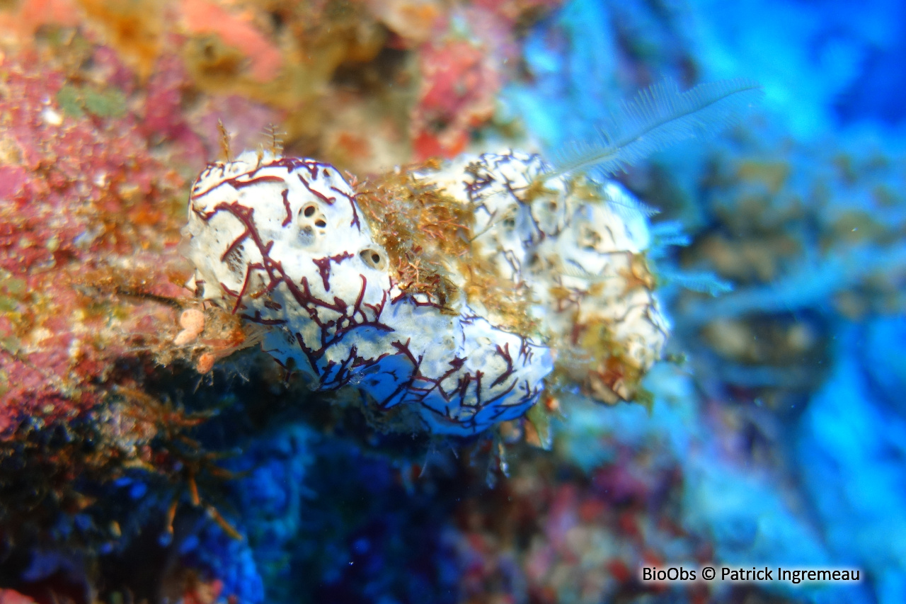 Mycale humilis - Mycale humilis - Patrick Ingremeau - BioObs