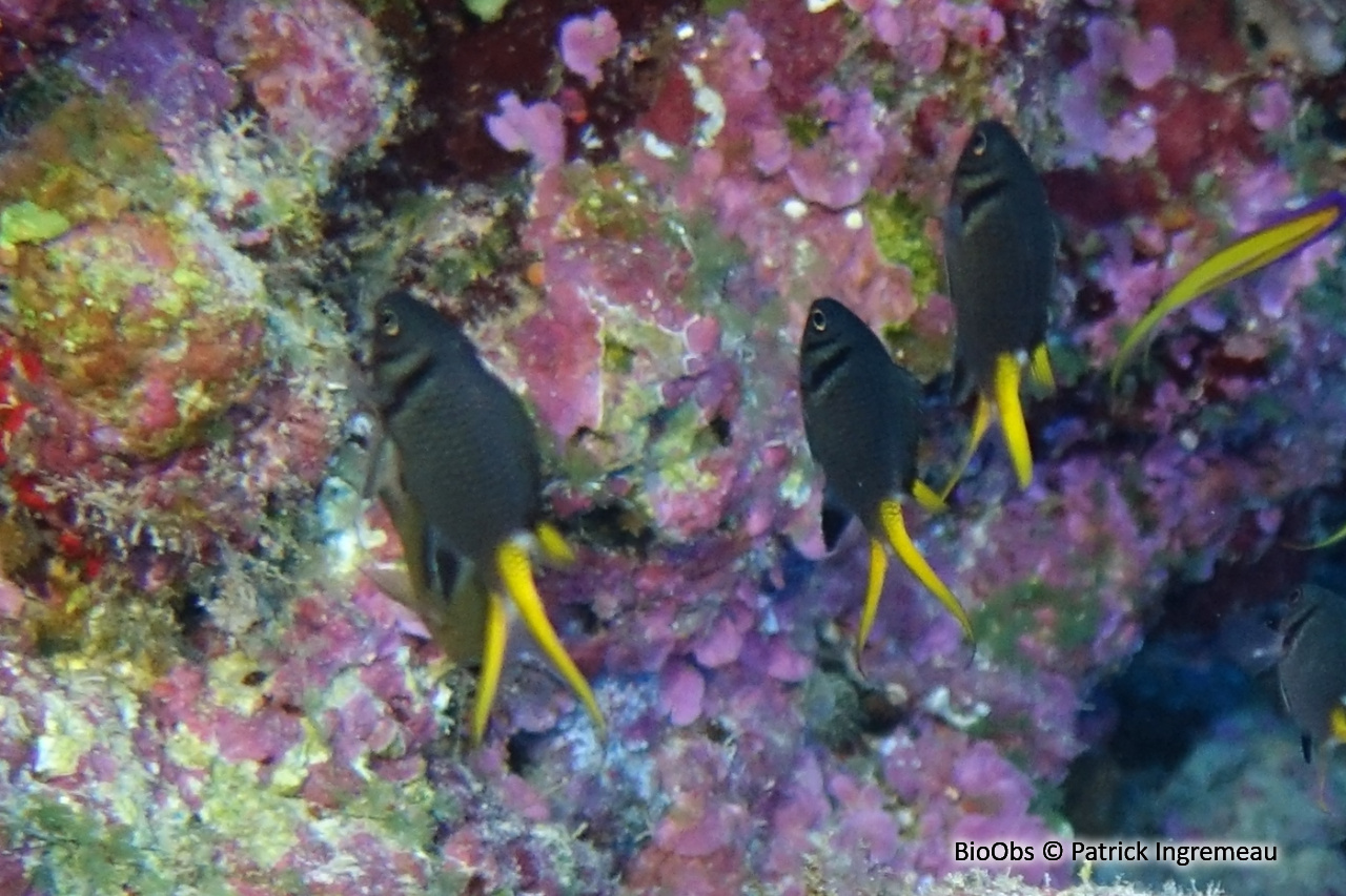 Chromis à tache operculaire noire - Chromis opercularis - Patrick Ingremeau - BioObs