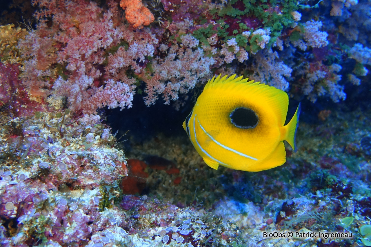 Poisson-papillon de Bennett - Chaetodon bennetti - Patrick Ingremeau - BioObs