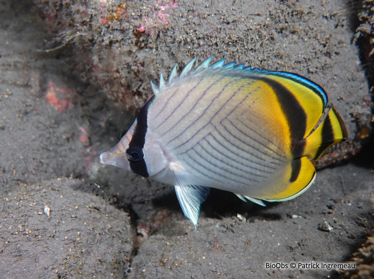 Poisson-papillon vagabond - Chaetodon vagabundus - Patrick Ingremeau - BioObs