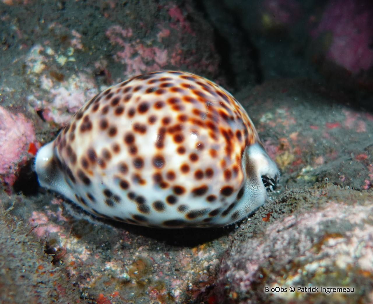 Porcelaine tigre - Cypraea tigris - Patrick Ingremeau - BioObs
