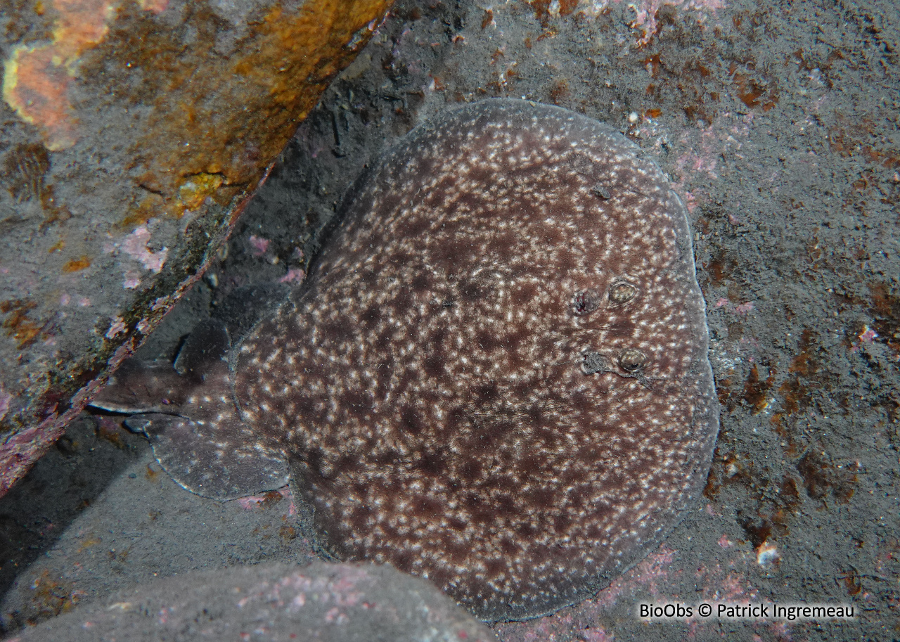 Torpille tachetée - Torpedo fuscomaculata - Patrick Ingremeau - BioObs