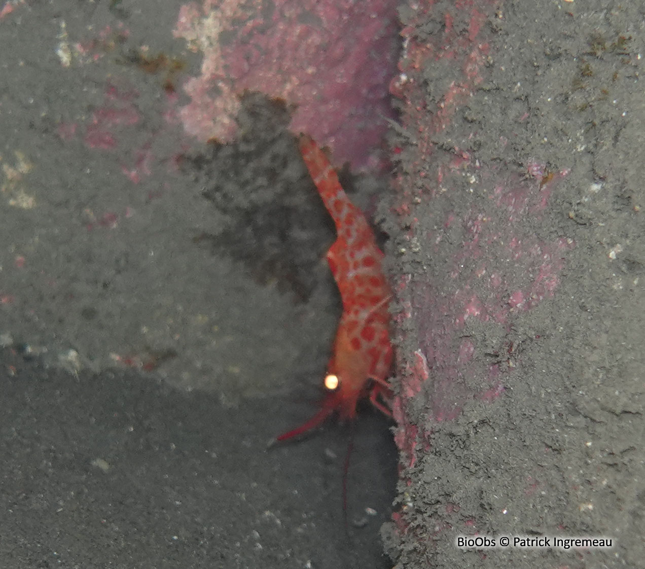 Crevette danseuse de l'Indo-Pacifique - Cinetorhynchus hendersoni - Patrick Ingremeau - BioObs