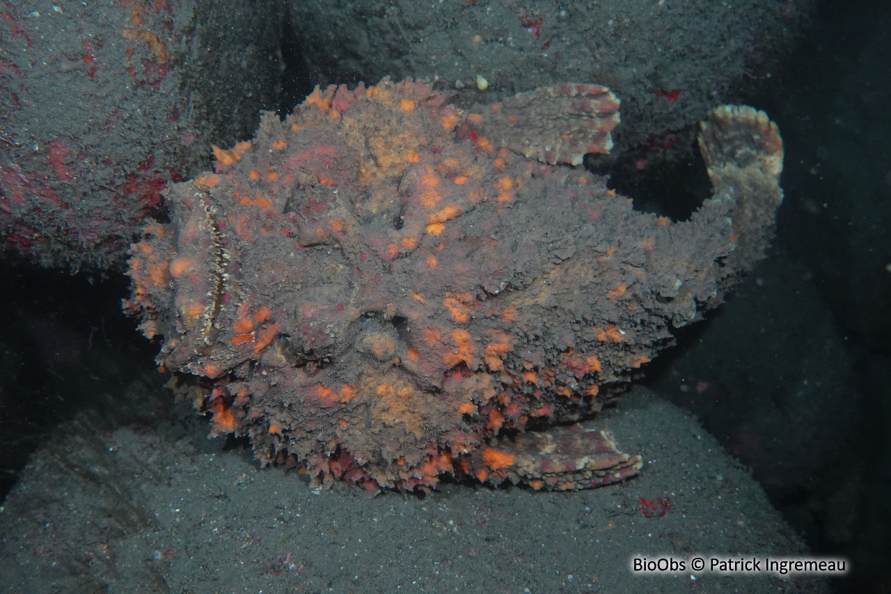 Poisson-pierre commun - Synanceia verrucosa - Patrick Ingremeau - BioObs