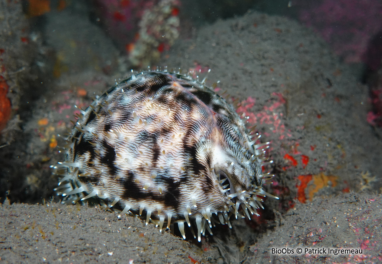 Porcelaine tigre - Cypraea tigris - Patrick Ingremeau - BioObs