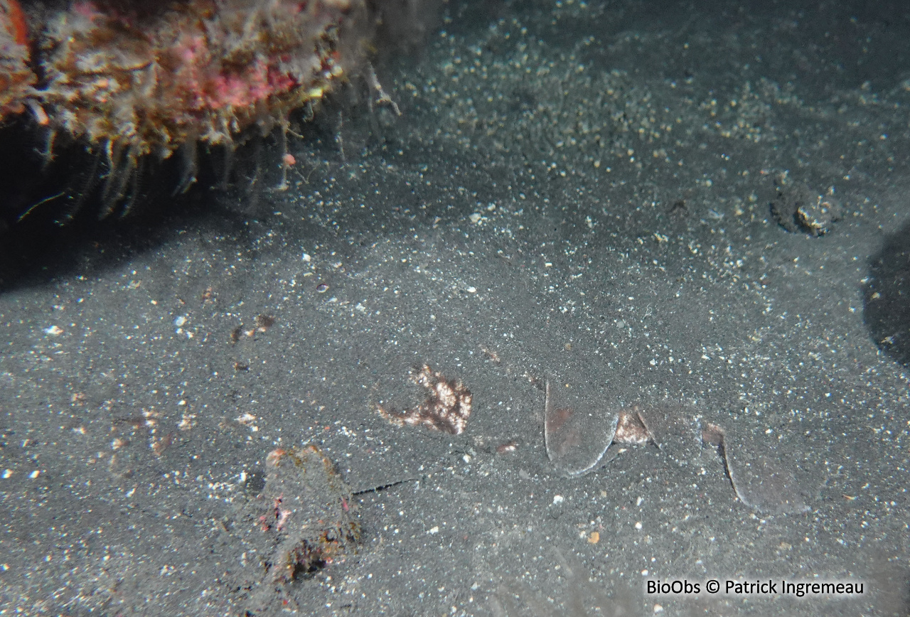 Torpille tachetée - Torpedo fuscomaculata - Patrick Ingremeau - BioObs