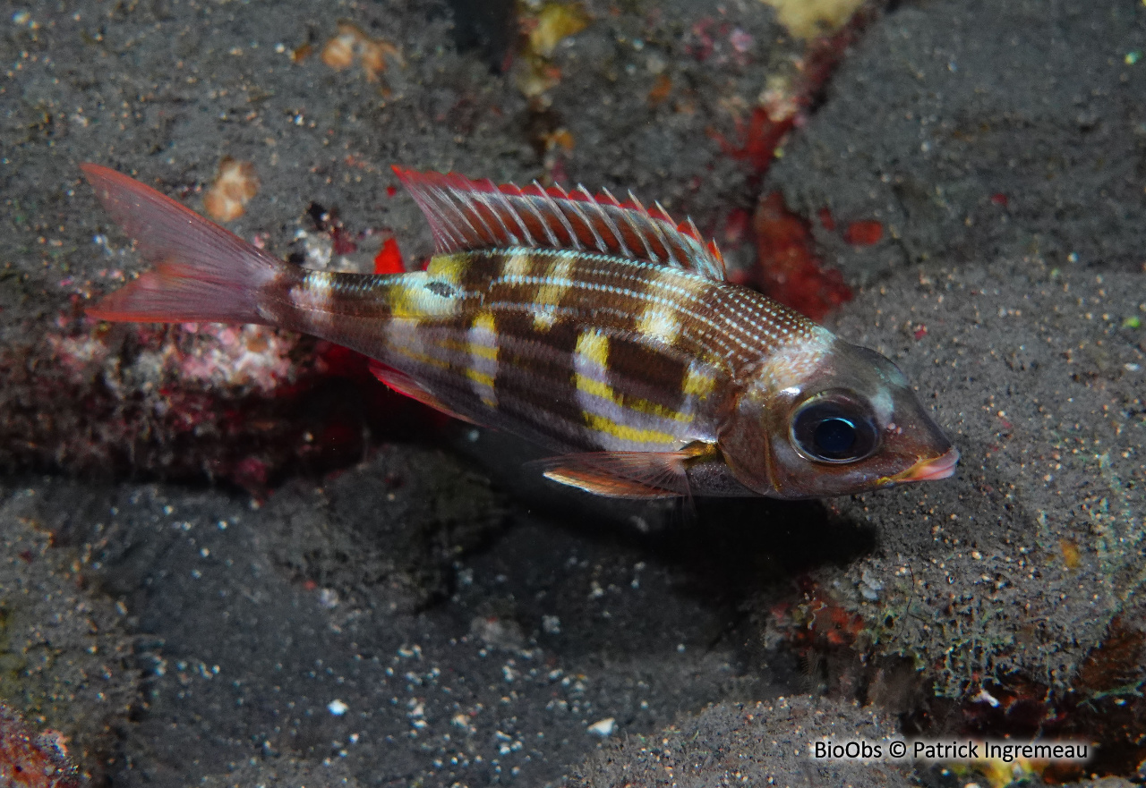 Empereur strié - Gnathodentex aureolineatus - Patrick Ingremeau - BioObs